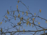 Corylus avellana 9, Hazelaar, Saxifraga-Jan van der Straaten