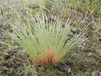Corynephorus canescens 13, Buntgras, Saxifraga-Rutger Barendse