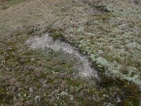 Corynephorus canescens 14, Buntgras, Saxifraga-Hans Boll