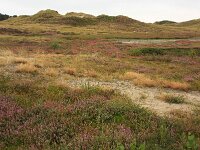 Corynephorus canescens 19, Buntgras, Saxifraga-Hans Boll