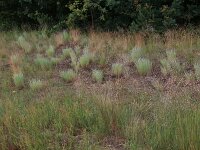 Corynephorus canescens 22, Buntgras, Saxifraga-Hans Boll