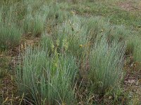 Corynephorus canescens 24, Buntgras, Saxifraga-Hans Boll