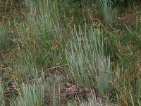 Corynephorus canescens 25, Buntgras, Saxifraga-Hans Boll