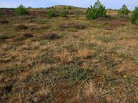 Corynephorus canescens 28, Buntgras, Saxifraga-Hans Boll