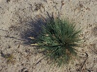 Corynephorus canescens 3, Buntgras, Saxifraga-Piet Zomerdijk