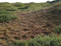 Corynephorus canescens 31, Buntgras, Saxifraga-Hans Boll
