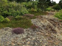 Corynephorus canescens 33, Buntgras, Saxifraga-Hans Boll