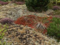Corynephorus canescens 35, Buntgras, Saxifraga-Hans Boll