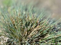 Corynephorus canescens 46, Buntgras, Saxifraga-Tom Heijnen