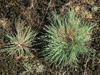 Corynephorus canescens 5, Buntgras, Saxifraga-Hans Dekker