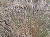 Corynephorus canescens 7, Buntgras, Saxifraga-Jasenka Topic