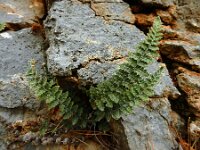 Cosentinia vellea 3, Saxifraga-Ed Stikvoort : Vathi - Gidaki beach Ithaki s9900