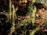 Cosentinia vellea 4, Saxifraga-Ed Stikvoort