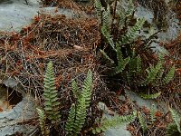 Cosentinia vellea 6, Saxifraga-Ed Stikvoort : Vathi - Gidaki beach Ithaki s9900