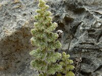 Cosentinia vellea 7, Saxifraga-Ed Stikvoort : Vathi - Gidaki beach Ithaki s9900