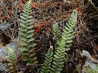 Cosentinia vellea 8, Saxifraga-Ed Stikvoort : Vathi - Gidaki beach Ithaki s9900