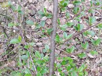 Cotoneaster ascendens