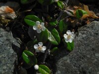 Cotoneaster dammeri