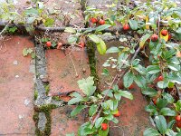 Cotoneaster dammeri 4, Tapijtcotoneaster, Saxifraga-Rutger Barendse
