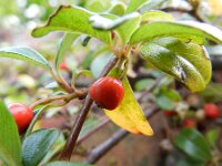 Cotoneaster dammeri 6, Tapijtcotoneaster, Saxifraga-Rutger Barendse