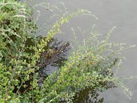 Cotoneaster dielsianus