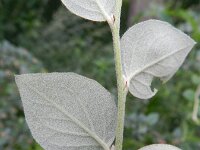 Cotoneaster dielsianus 13, Diels cotoneaster, Saxifraga-Rutger Barendse