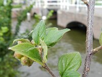 Cotoneaster dielsianus 2, Diels cotoneaster, Saxifraga-Rutger Barendse