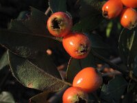Cotoneaster dielsianus 3, Diels cotoneaster, Saxifraga-Rutger Barendse