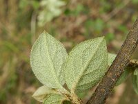 Cotoneaster ganghobaensis