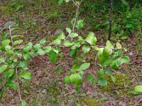 Cotoneaster melanocarpus