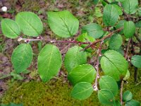 Cotoneaster melanocarpus 2, Saxifraga-Hans Grotenhuis
