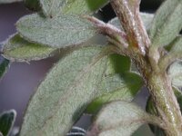 Cotoneaster microphyllus