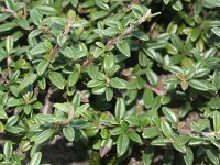 Cotoneaster microphyllus 2, Saxifraga-Rutger Barendse