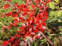 Cotoneaster niger