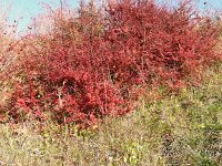 Cotoneaster niger 2, Saxifraga-Hans Grotenhuis