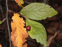 Cotoneaster rehderi