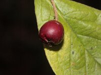 Cotoneaster rehderi 2, Rimpelige cotoneaster, Saxifraga-Rutger Barendse