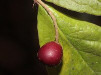 Cotoneaster rehderi 3, Rimpelige cotoneaster, Saxifraga-Rutger Barendse