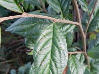 Cotoneaster rehderi 6, Rimpelige cotoneaster, Saxifraga-Rutger Barendse