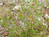 Cotoneaster salicifolius 2, Wilgbladige cotoneaster, Saxifraga-Rutger Barendse