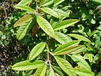 Cotoneaster salicifolius 3, Wilgbladige cotoneaster, Saxifraga-Rutger Barendse