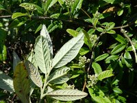 Cotoneaster salicifolius 4, Wilgbladige cotoneaster, Saxifraga-Rutger Barendse