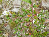 Cotoneaster salicifolius 5, Wilgbladige cotoneaster, Saxifraga-Rutger Barendse