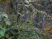 Cotoneaster scandinavicus