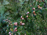 Cotoneaster scandinavicus 2, Saxifraga-Ed Stikvoort