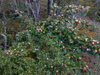Cotoneaster scandinavicus 3, Saxifraga-Ed Stikvoort