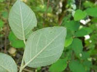 Cotoneaster zabelii