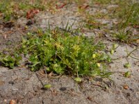 Cotula australis 11, Kamilleknopje, Saxifraga-Ed Stikvoort