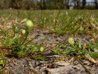 Cotula australis 12, Kamilleknopje, Saxifraga-Ed Stikvoort