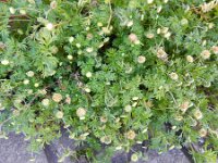 Cotula australis 14, Kamilleknopje, Saxifraga-Rutger Barendse